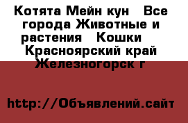 Котята Мейн кун - Все города Животные и растения » Кошки   . Красноярский край,Железногорск г.